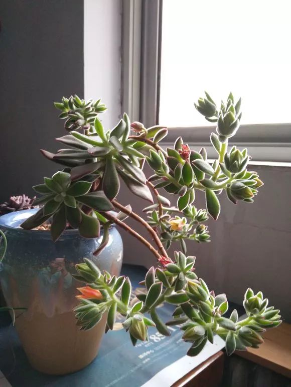 植物花多肉_植物肉花生_植物多肉花怎樣養(yǎng)護(hù)