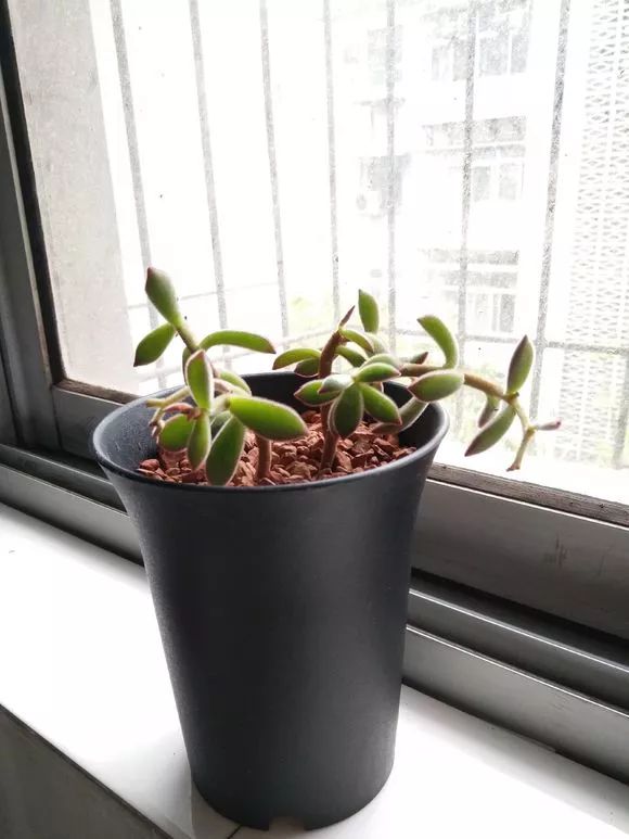 植物肉花生_植物多肉花怎樣養(yǎng)護(hù)_植物花多肉