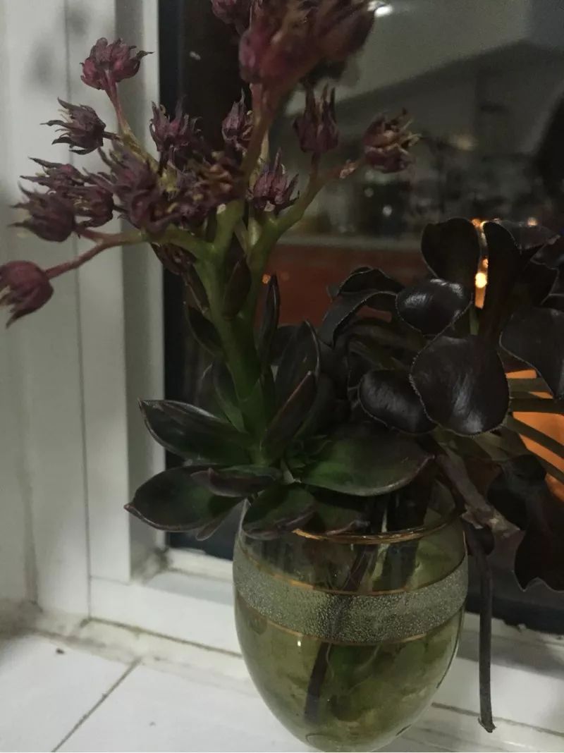 植物肉花生_植物多肉花怎樣養(yǎng)護(hù)_植物花多肉