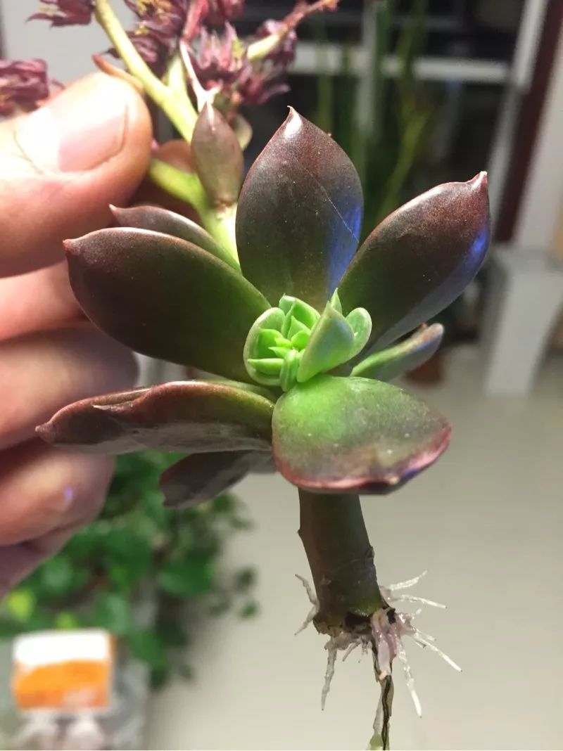 植物肉花生_植物花多肉_植物多肉花怎樣養(yǎng)護(hù)