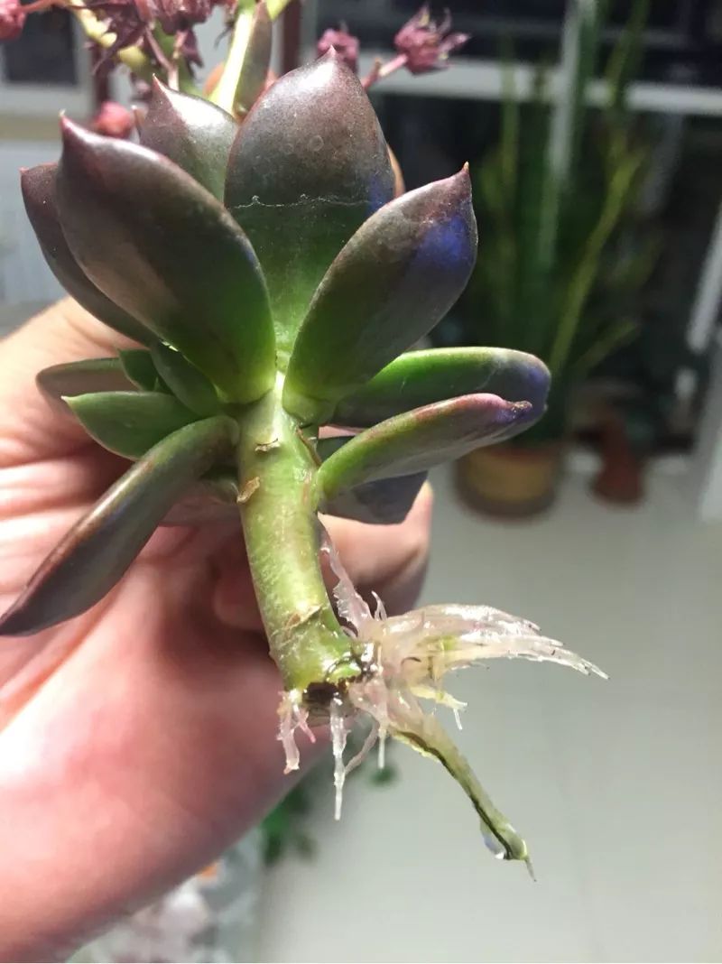 植物花多肉_植物多肉花怎樣養(yǎng)護(hù)_植物肉花生
