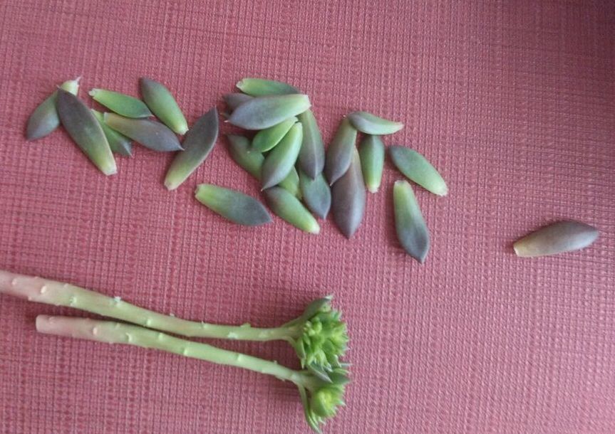 植物花多肉_植物多肉花怎樣養(yǎng)護(hù)_植物肉花生