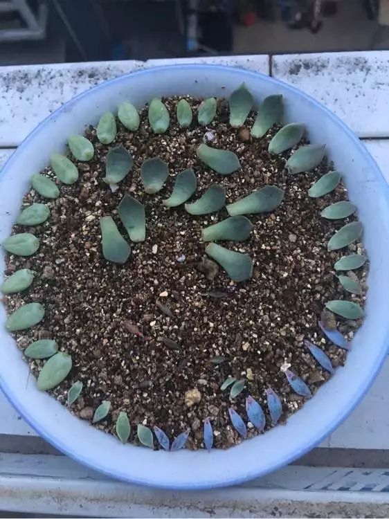 植物花多肉_植物肉花生_植物多肉花怎樣養(yǎng)護(hù)