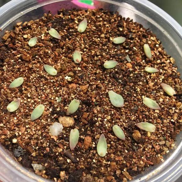 植物花多肉_植物肉花生_植物多肉花怎樣養(yǎng)護(hù)