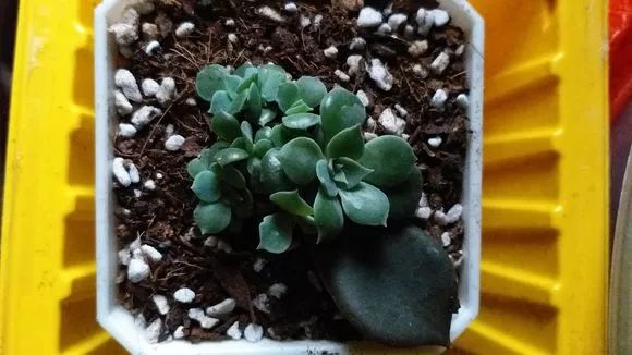 植物花多肉_植物肉花生_植物多肉花怎樣養(yǎng)護(hù)