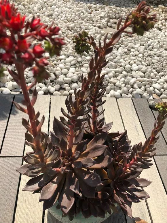 植物多肉花怎樣養(yǎng)護(hù)_植物肉花生_植物花多肉