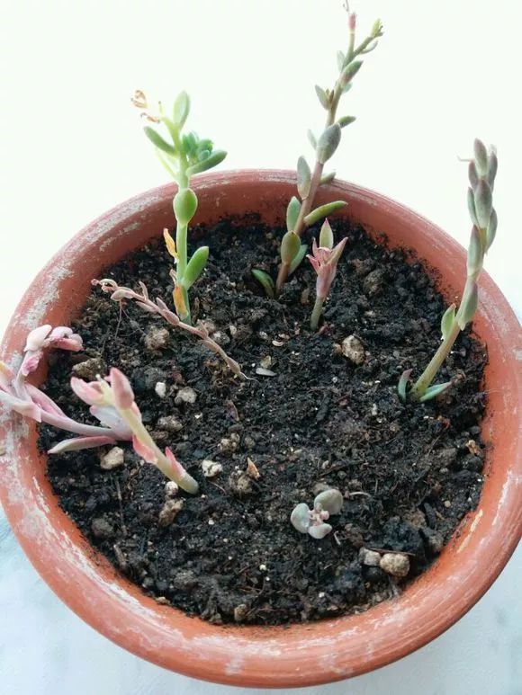植物多肉花怎樣養(yǎng)護(hù)_植物花多肉_植物肉花生