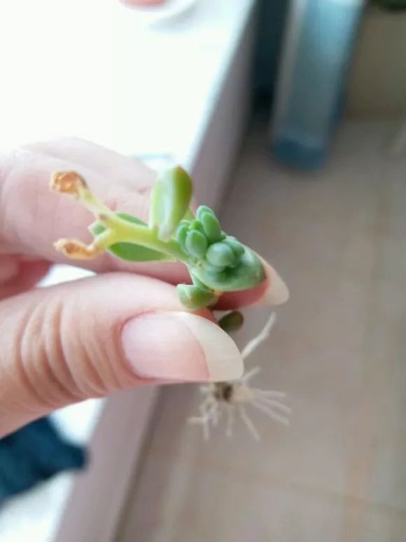 植物花多肉_植物肉花生_植物多肉花怎樣養(yǎng)護(hù)