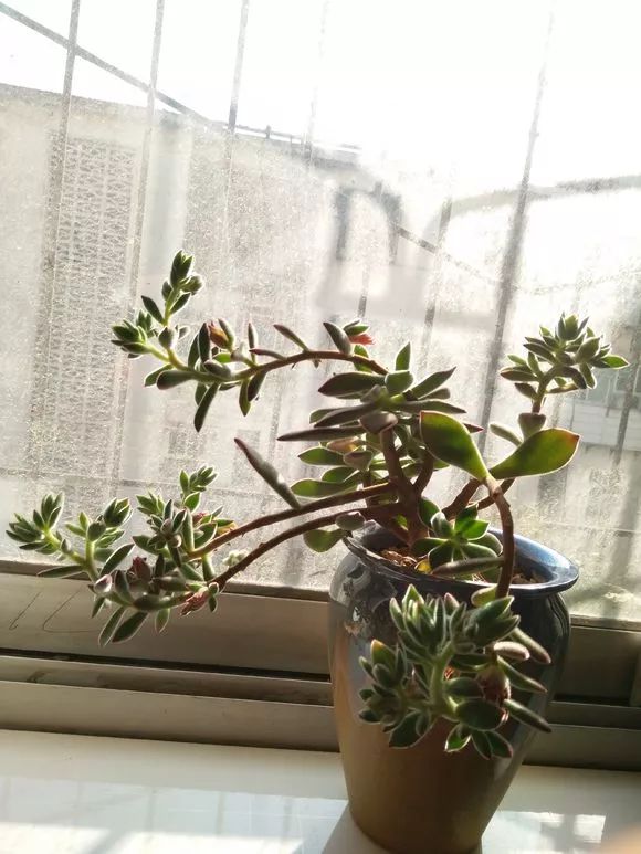 植物多肉花怎樣養(yǎng)護(hù)_植物花多肉_植物肉花生