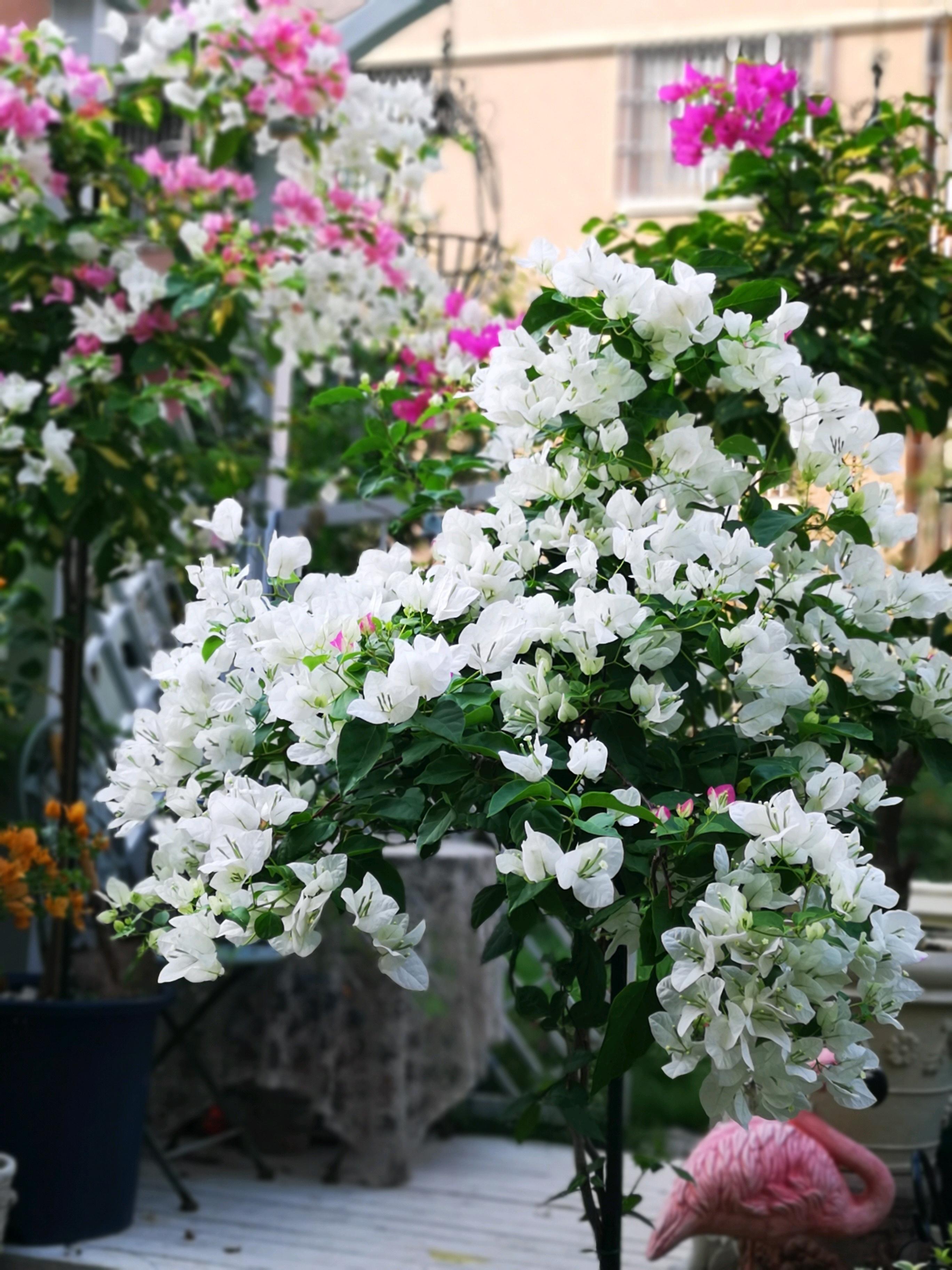 家里南陽臺適合種植什么花卉_適合南面陽臺養(yǎng)的花_南陽臺適合養(yǎng)什么花