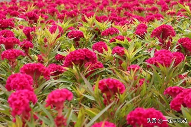 適合新手種植的5種花，皮實(shí)好養(yǎng)愛開花，抗病性強(qiáng)值得擁有