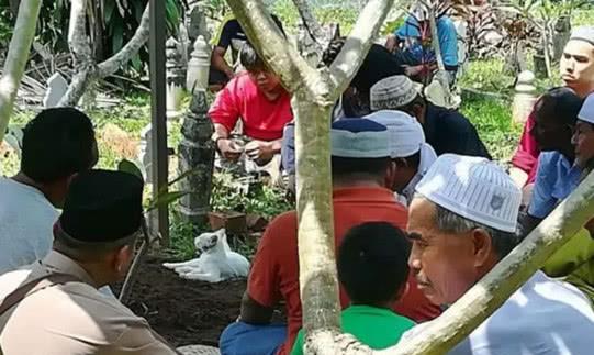 主人去世被埋葬，貓咪難以接受事實(shí)，拼命刨土只為看主人一眼