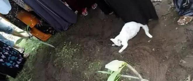 貓咪主人怪死會不會傳染_貓咪死了會怪主人嗎_主人死了貓知道嗎