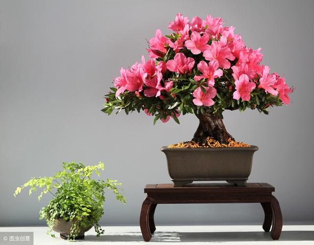 冬天養(yǎng)什么綠植比較容易存活_適合冬季養(yǎng)的綠植_冬季養(yǎng)綠植適合什么花