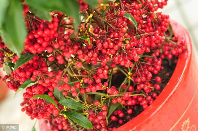 冬天養(yǎng)什么綠植比較容易存活_冬季養(yǎng)綠植適合什么花_適合冬季養(yǎng)的綠植
