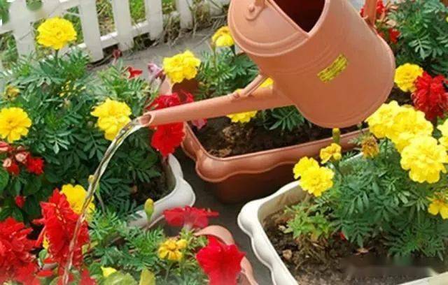 養(yǎng)花澆水，什么時(shí)候澆？怎么算澆透？1分鐘看明白！