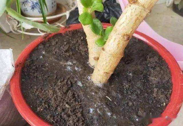 澆多肉水曬多久可以用_多肉一次澆多少水_澆多肉水壺怎么畫(huà)