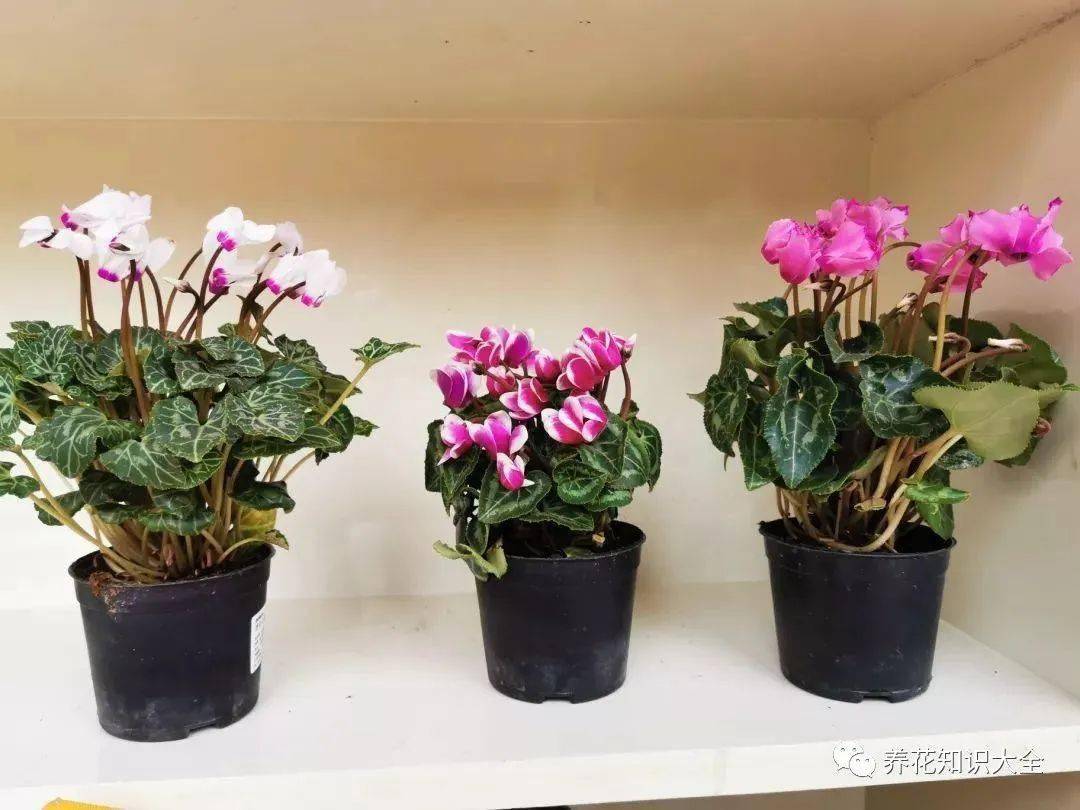 多肉一次澆多少水_澆多肉水壺怎么畫(huà)_澆多肉水曬多久可以用