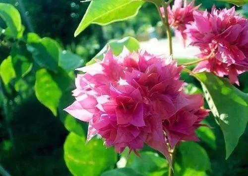 長日照花卉定義_長日照花卉植物_長日照花卉