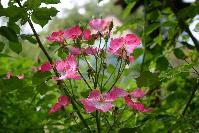 長日照花卉植物_長日照花卉定義_長日照花卉