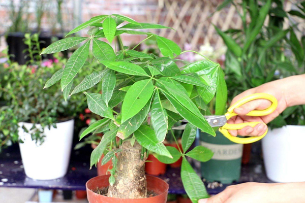 客廳放什么植物最好風水？客廳適合擺放的十大植物