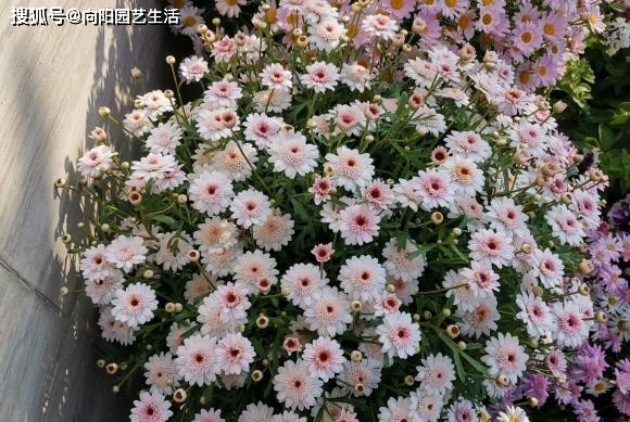 6種小型綠植，凈化“空氣”，適合客廳養(yǎng)護(hù)，一到春天呼呼長