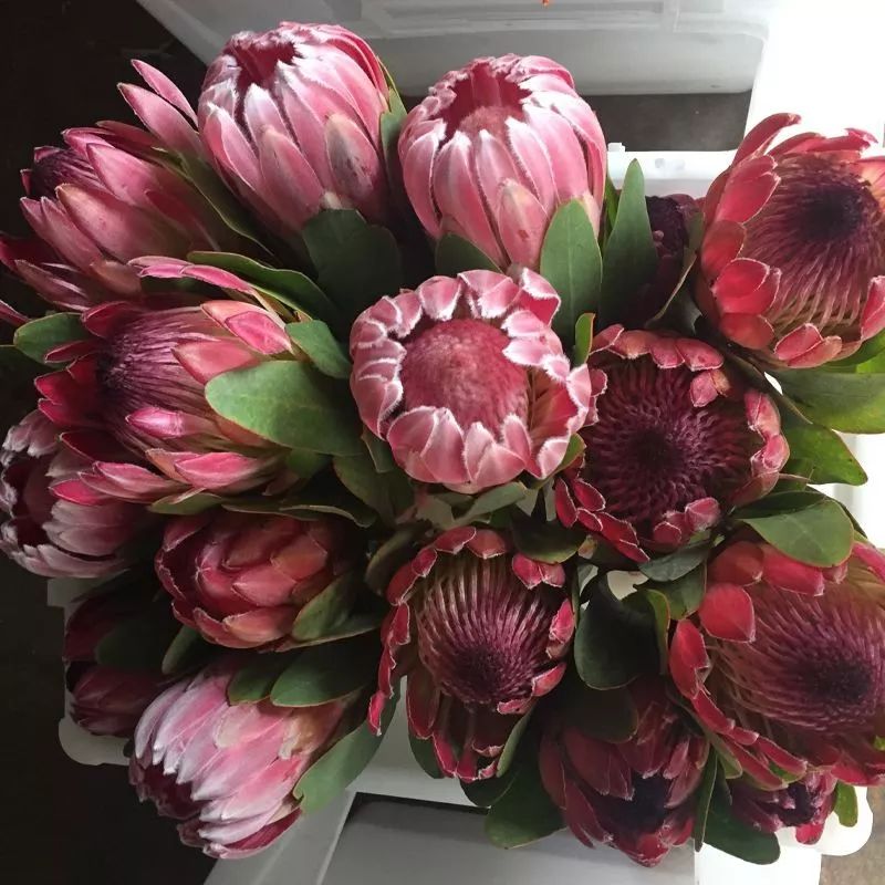 花卉基地批發(fā)在哪里_花卉批發(fā)中心_仿真花卉批發(fā)市場(chǎng)地址