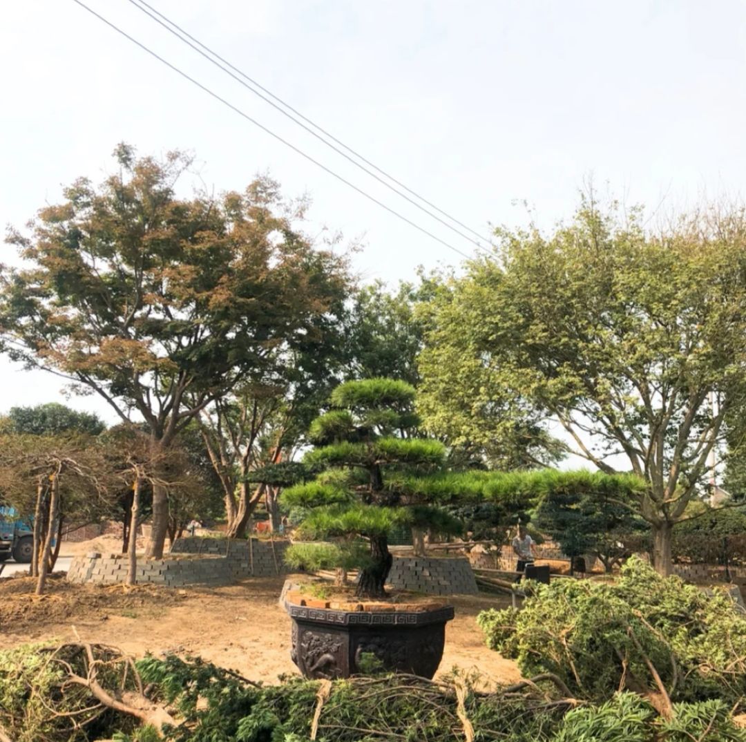 仿真花卉批發(fā)市場(chǎng)地址_花卉基地批發(fā)在哪里_花卉批發(fā)中心