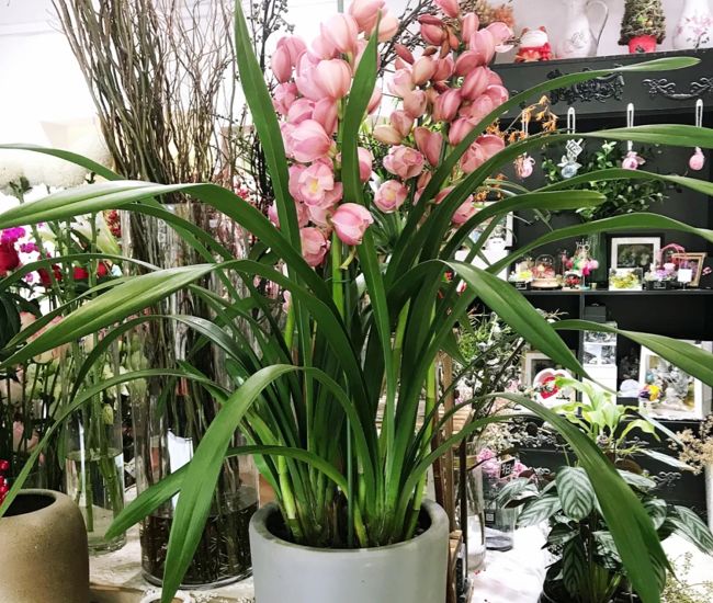 花卉基地批發(fā)在哪里_仿真花卉批發(fā)市場(chǎng)地址_花卉批發(fā)中心