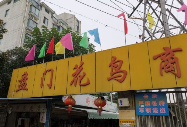 花卉基地批發(fā)在哪里_仿真花卉批發(fā)市場(chǎng)地址_花卉批發(fā)中心