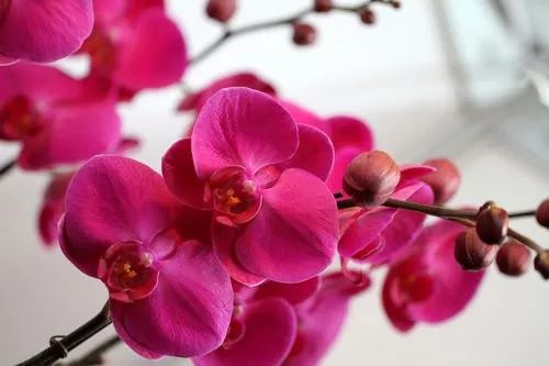 花卉基地批發(fā)在哪里_花卉批發(fā)中心_仿真花卉批發(fā)市場(chǎng)地址