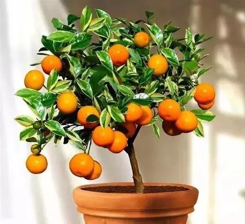 花卉批發(fā)中心_仿真花卉批發(fā)市場(chǎng)地址_花卉基地批發(fā)在哪里