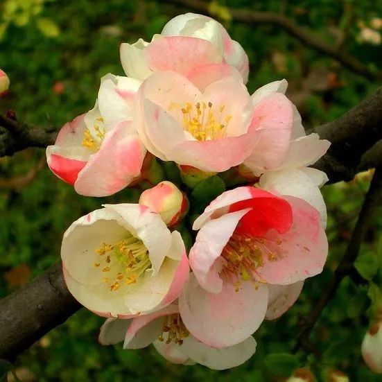 花卉基地批發(fā)在哪里_花卉批發(fā)中心_仿真花卉批發(fā)市場(chǎng)地址