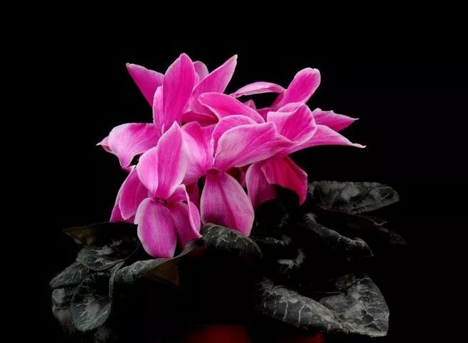 花卉批發(fā)中心_仿真花卉批發(fā)市場(chǎng)地址_花卉基地批發(fā)在哪里