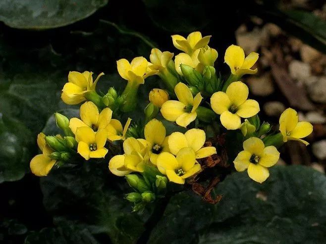 花卉批發(fā)中心_花卉基地批發(fā)在哪里_仿真花卉批發(fā)市場(chǎng)地址