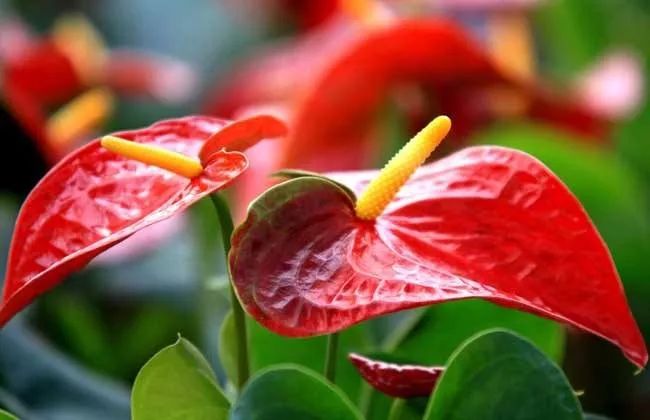 仿真花卉批發(fā)市場(chǎng)地址_花卉基地批發(fā)在哪里_花卉批發(fā)中心