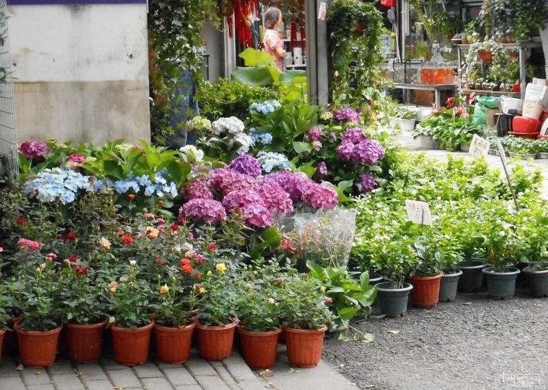 花卉基地批發(fā)在哪里_花卉批發(fā)中心_仿真花卉批發(fā)市場(chǎng)地址
