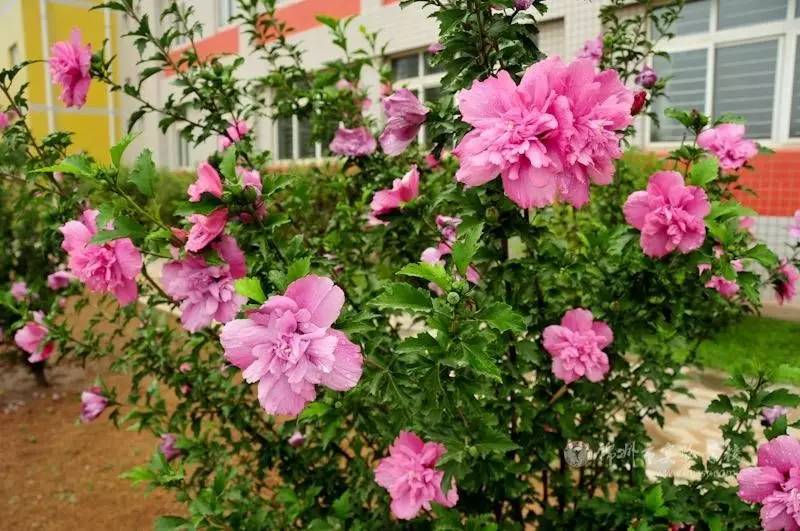 18種開(kāi)花超好看的室內(nèi)盆栽，花期長(zhǎng)而且很好養(yǎng)護(hù)，你家有哪幾種？
