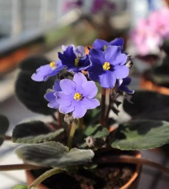 室內冬天開花_花卉開花冬季室內有什么好處_冬季開花的室內花卉有哪些