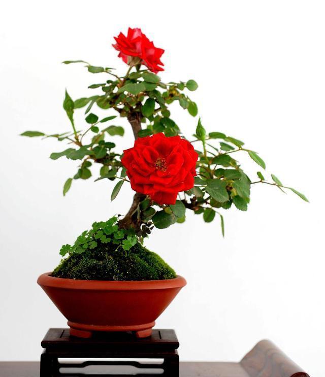 一年四季都開(kāi)花的八大名花，常年花開(kāi)不斷