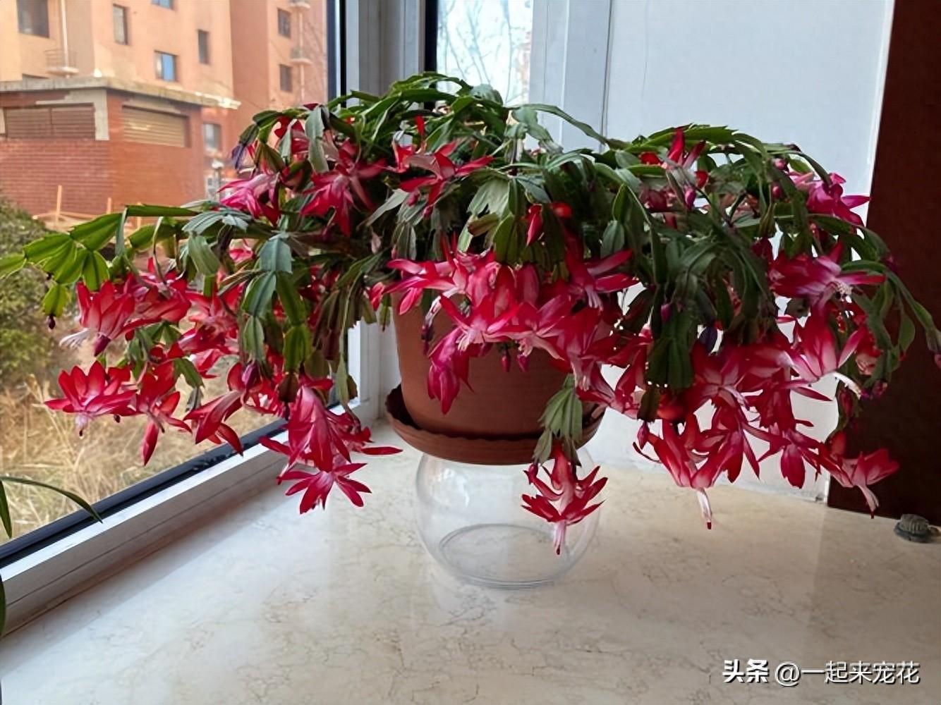 適合室內(nèi)種植的5種花，每一種都是顏值擔當，好養(yǎng)好看空氣更清新