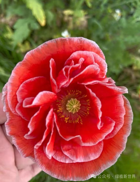 <strong>10月后建議養(yǎng)哪些花？適合秋季播種持續(xù)開(kāi)花的四種花卉</strong>