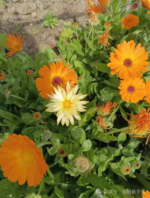 花開有花期什么意思_10月有哪些花開花_月花開