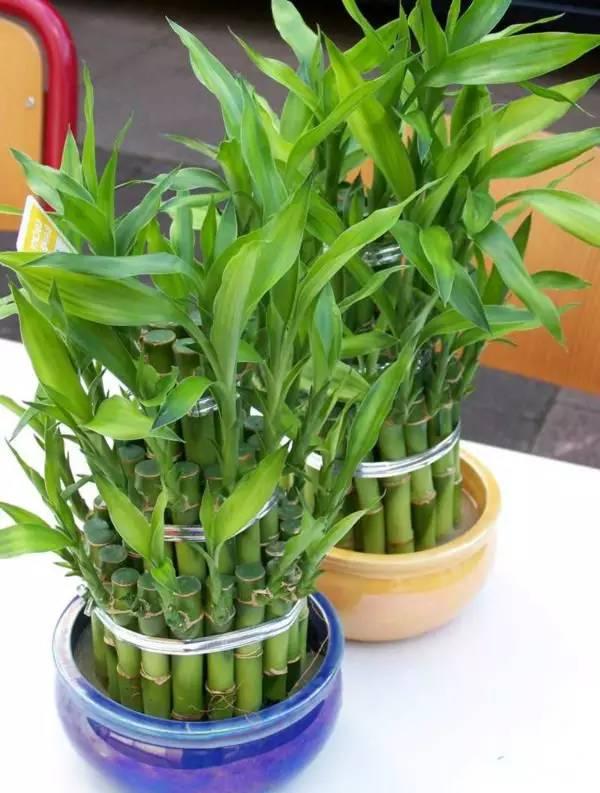 19種簡單易養(yǎng)的室內(nèi)植物，生長很是輕松