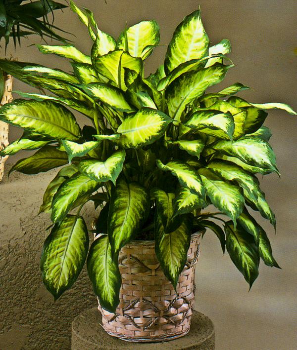 室內(nèi)綠植水培好還是土培_室內(nèi)水培綠植_室內(nèi)綠植水培還是土培好養(yǎng)