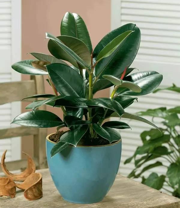 室內(nèi)綠植水培還是土培好養(yǎng)_室內(nèi)綠植水培好還是土培_室內(nèi)水培綠植