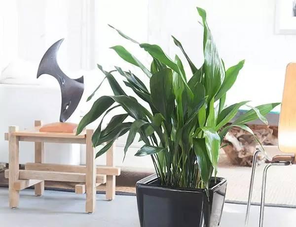 室內(nèi)綠植水培好還是土培_室內(nèi)綠植水培還是土培好養(yǎng)_室內(nèi)水培綠植