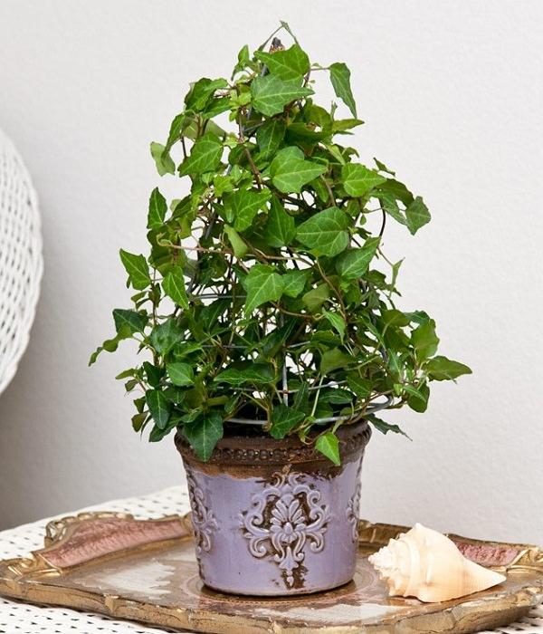 室內(nèi)綠植水培好還是土培_室內(nèi)水培綠植_室內(nèi)綠植水培還是土培好養(yǎng)