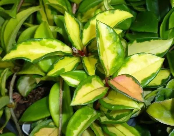 室內(nèi)綠植水培好還是土培_室內(nèi)水培綠植_室內(nèi)綠植水培還是土培好養(yǎng)