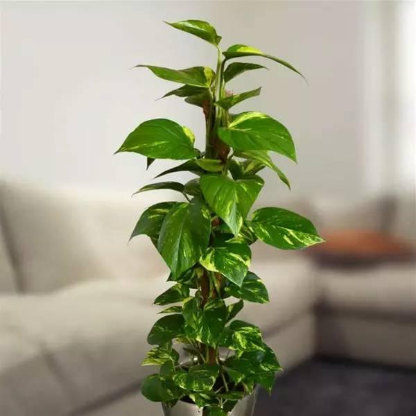 室內(nèi)水培綠植_室內(nèi)綠植水培還是土培好養(yǎng)_室內(nèi)綠植水培好還是土培